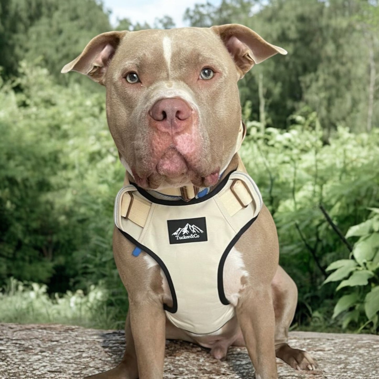 Tucker&Co London Vanilla Beige Tactical Harness (2024 Model)