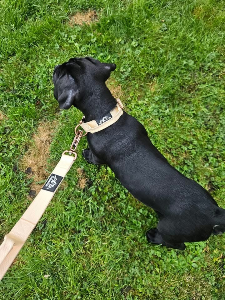 Tucker&Co London Vanilla Beige collar