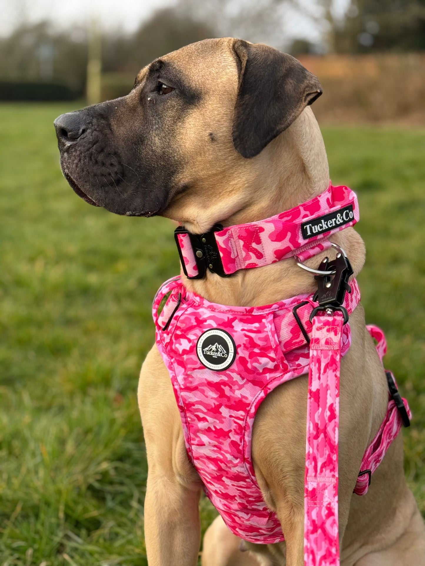 Tucker&Co London Camo Pink Tactical Harness