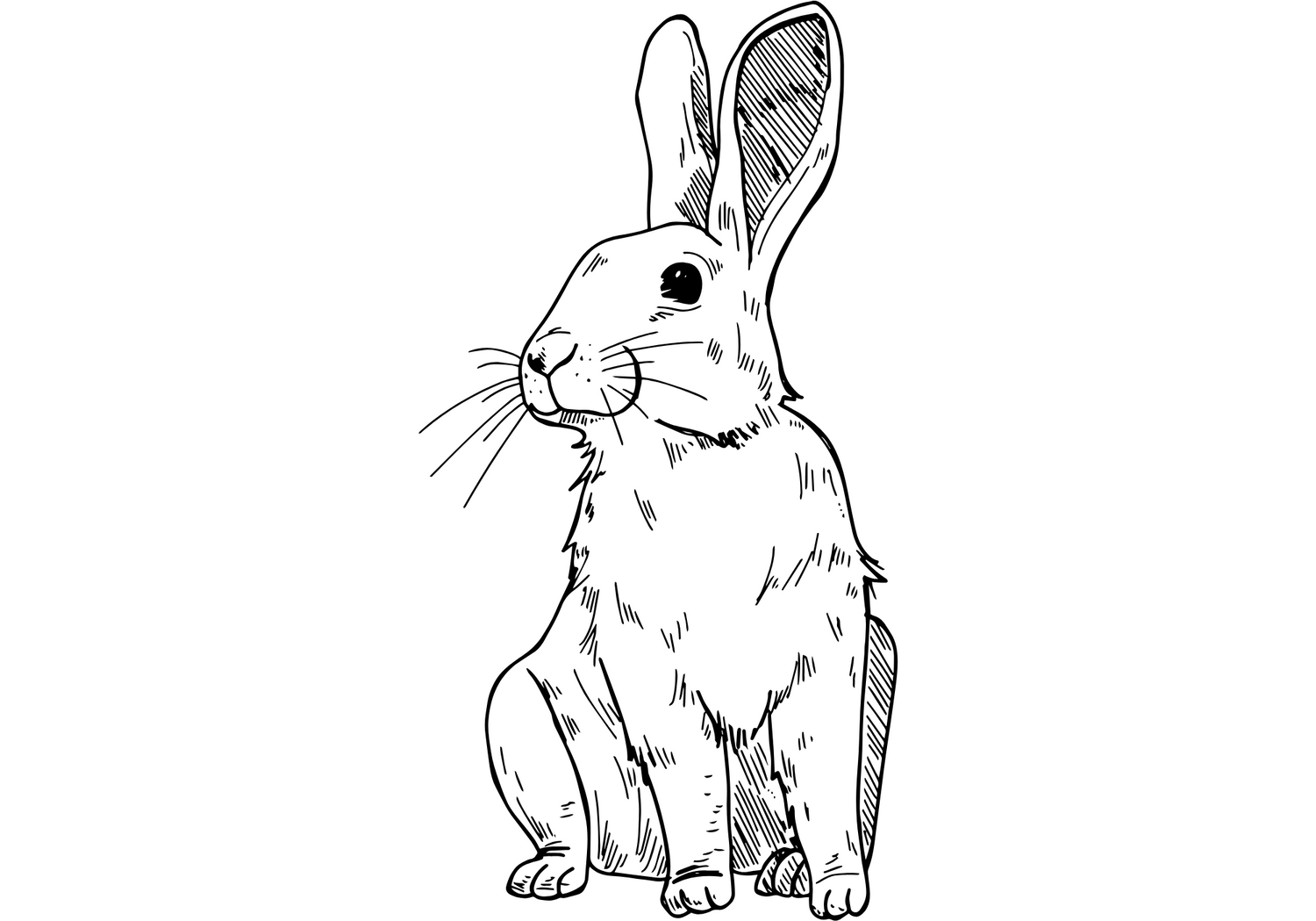 RABBIT