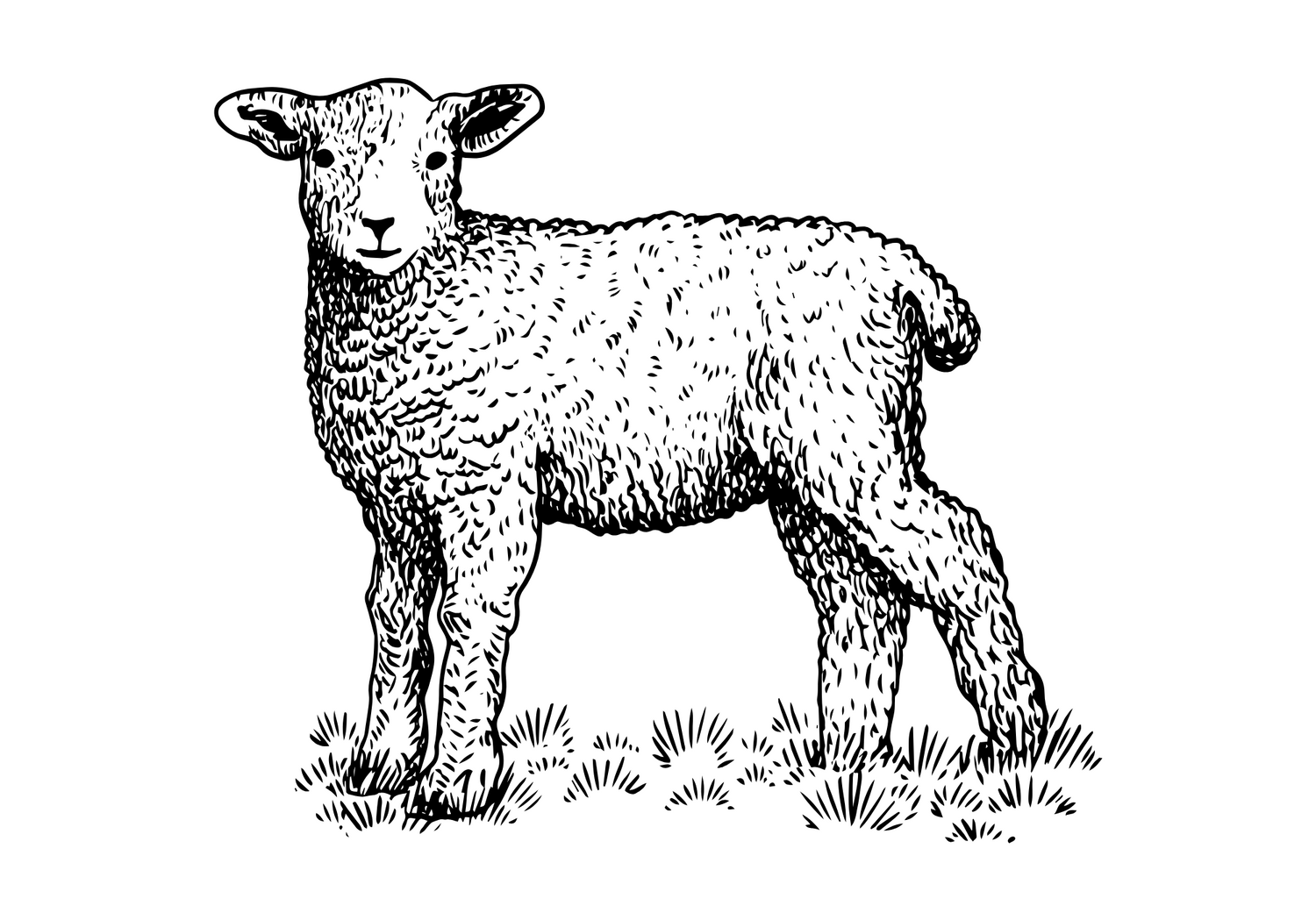 LAMB