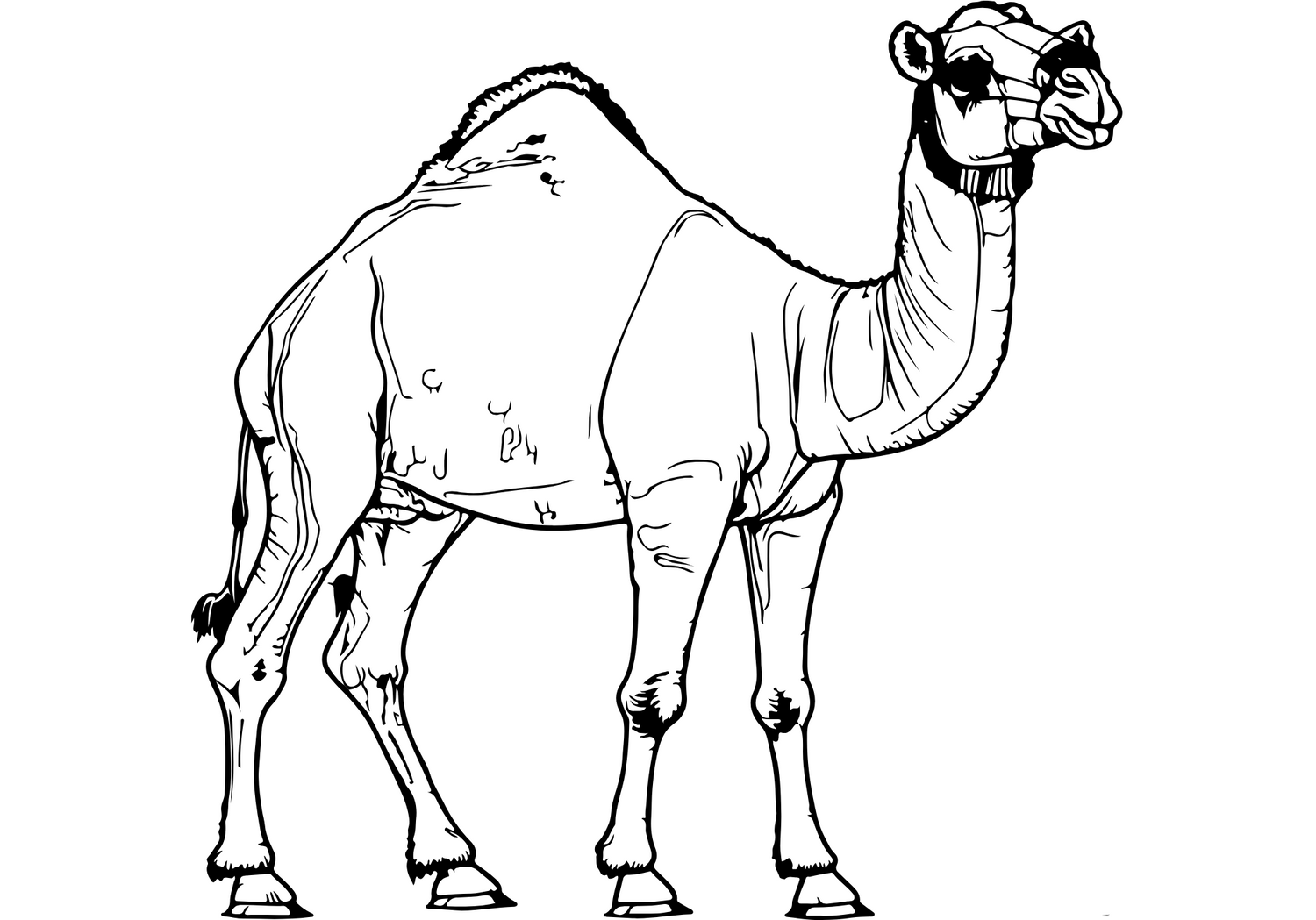 CAMEL