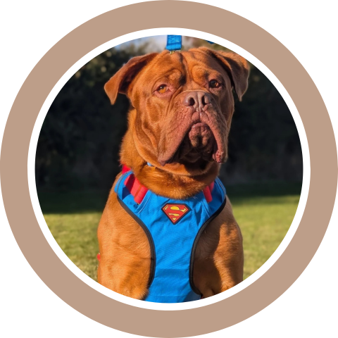 SUPERHERO