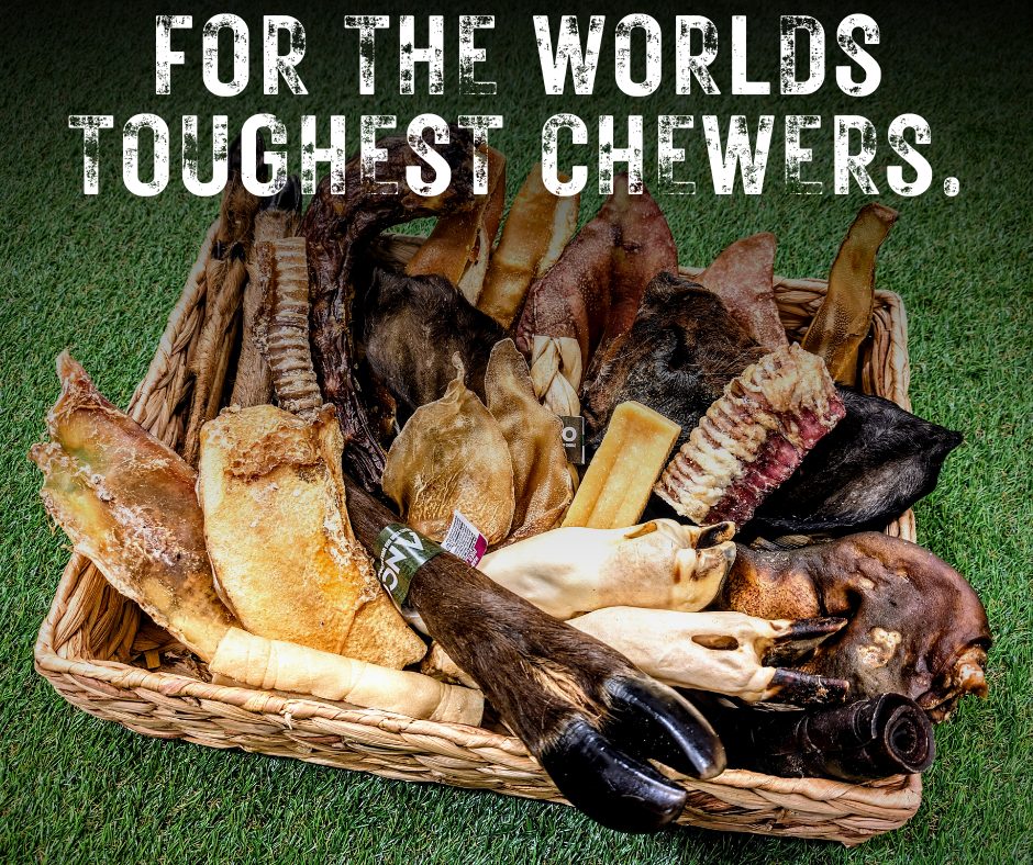 TOUGH CHEW BOXES