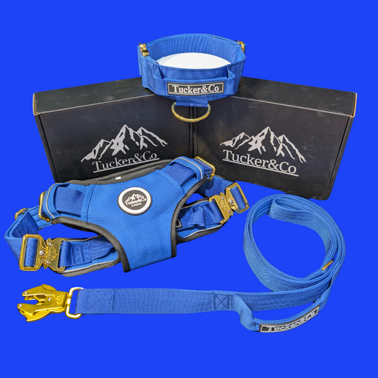 Tucker&Co Royal Blue full matching set - Collar Lead & Harness