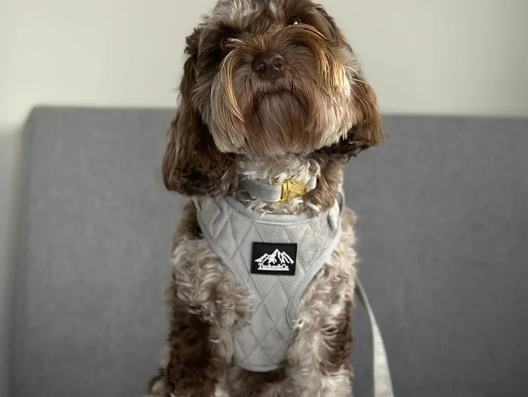 Grey Quilted Velvet Full Set -  COLLAR LEAD AND HARNESS