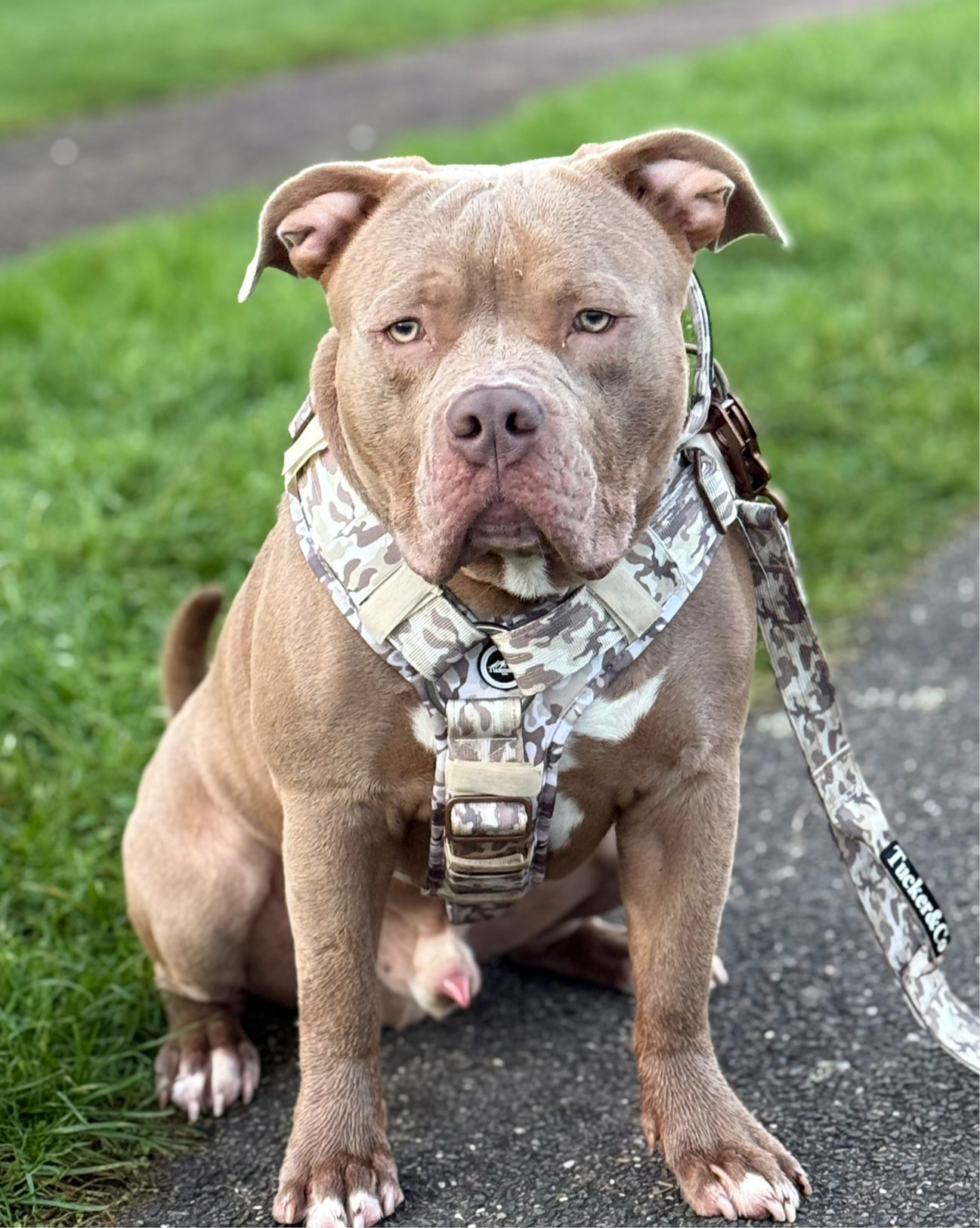 Tucker&Co London Camo Desert Ultimate Comfort Harness