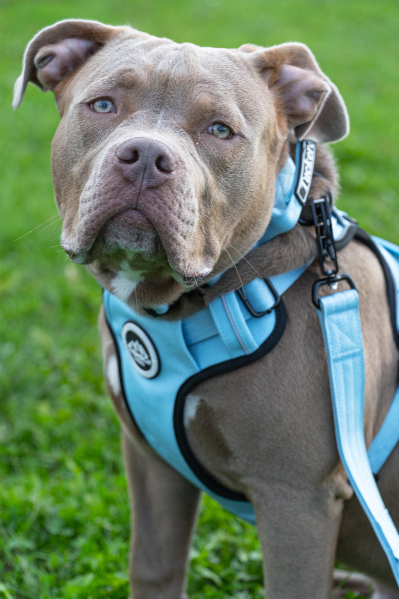 Tucker&Co Sky Blue full matching set - Collar Lead & Harness