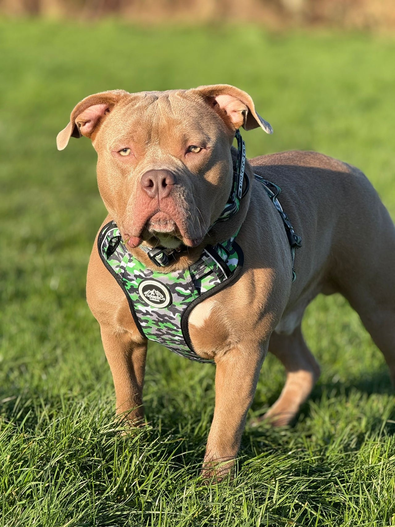 Tucker&Co Camo Lime Green full matching set - Collar Lead & Harness