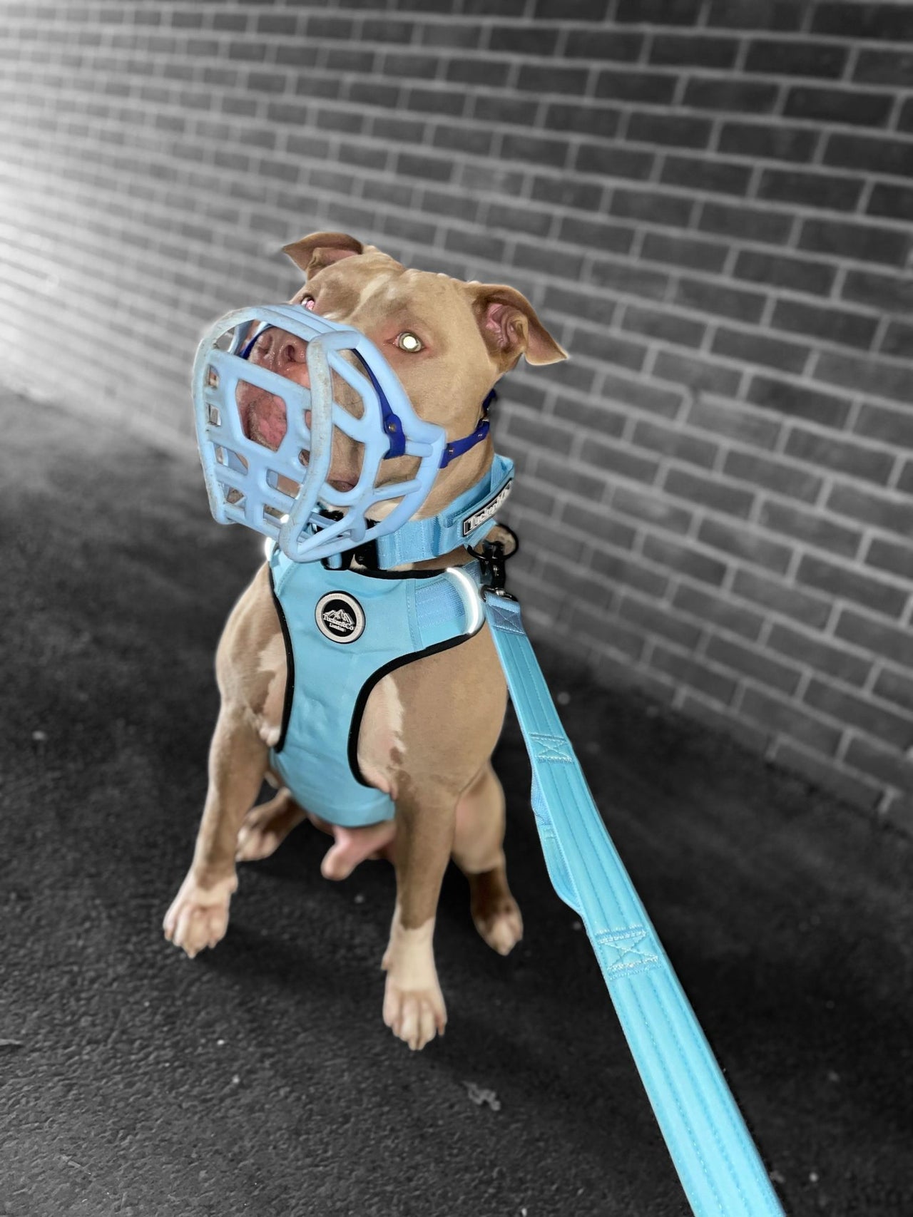 Tucker&Co Sky Blue full matching set - Collar Lead & Harness