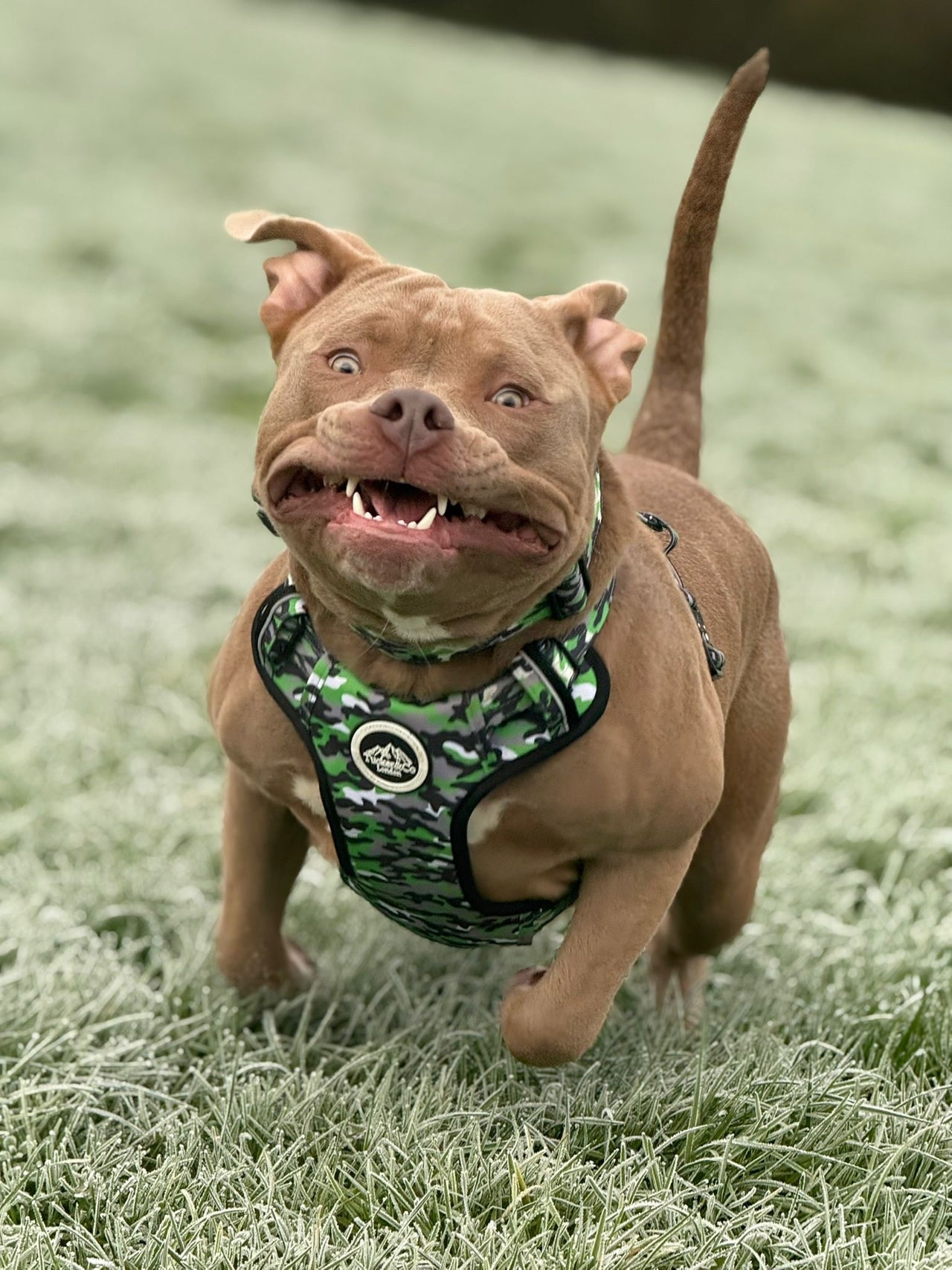 Tucker&Co Camo Lime Green full matching set - Collar Lead & Harness