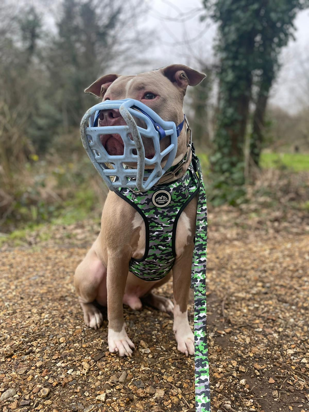 Tucker&Co Camo Lime Green full matching set - Collar Lead & Harness