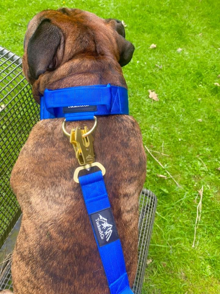 Tucker&Co Royal Blue full matching set - Collar Lead & Harness