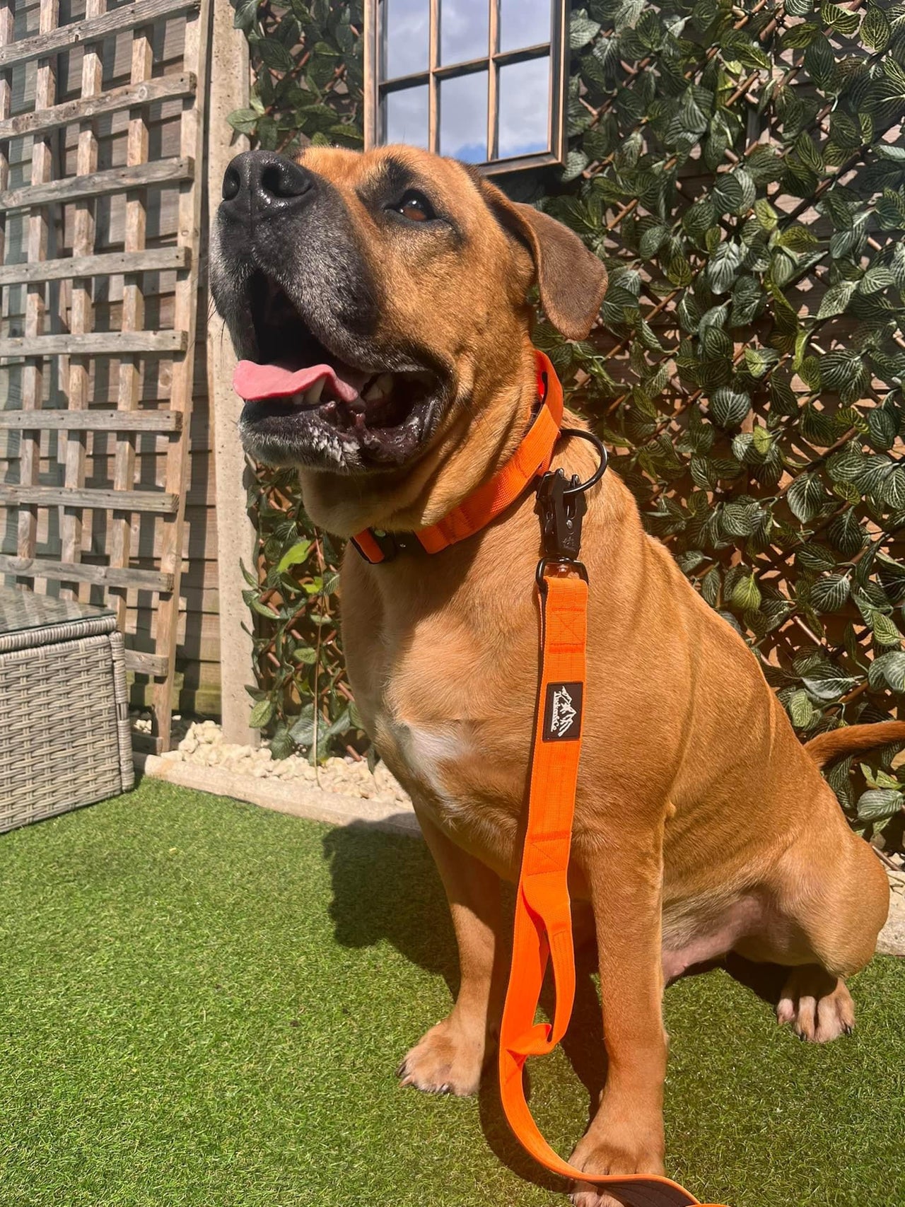 TUCKER & CO ORANGE COLLAR AND LEAD