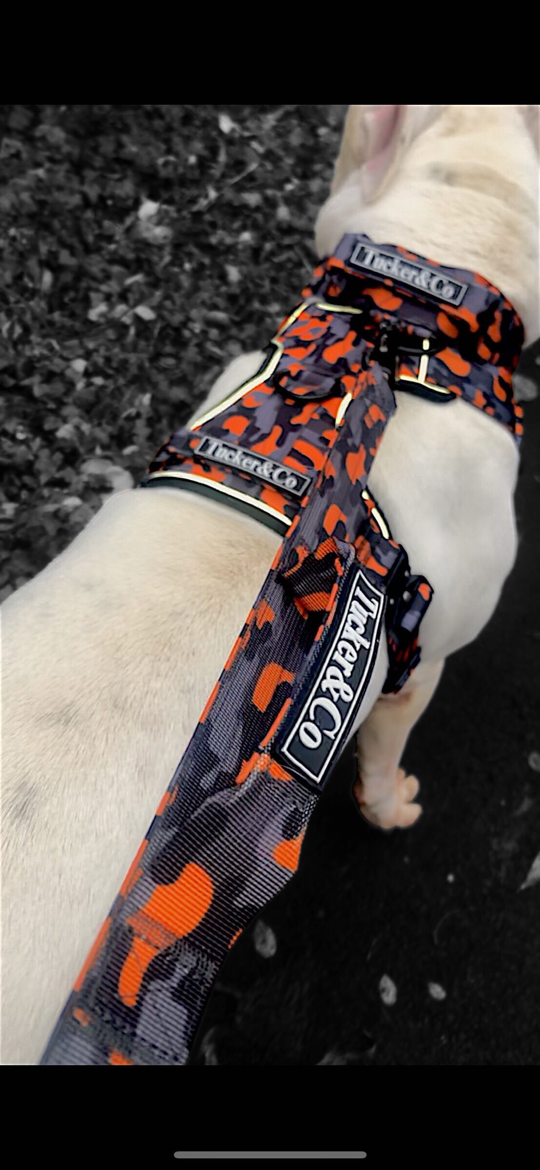 Tucker&Co Camo Orange full matching set - Collar Lead & Harness