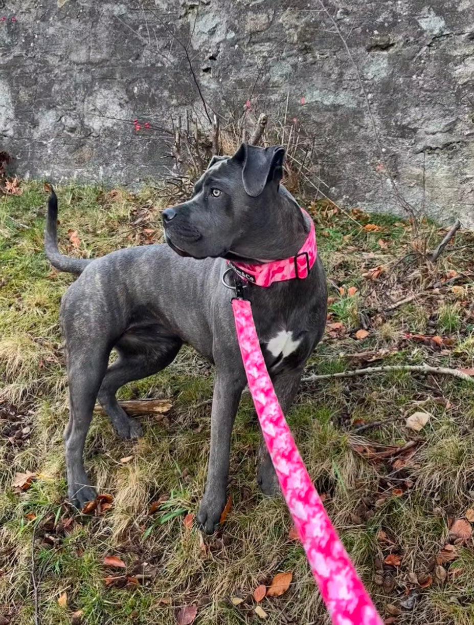 TUCKER & CO CAMO PINK COLLAR AND LEAD