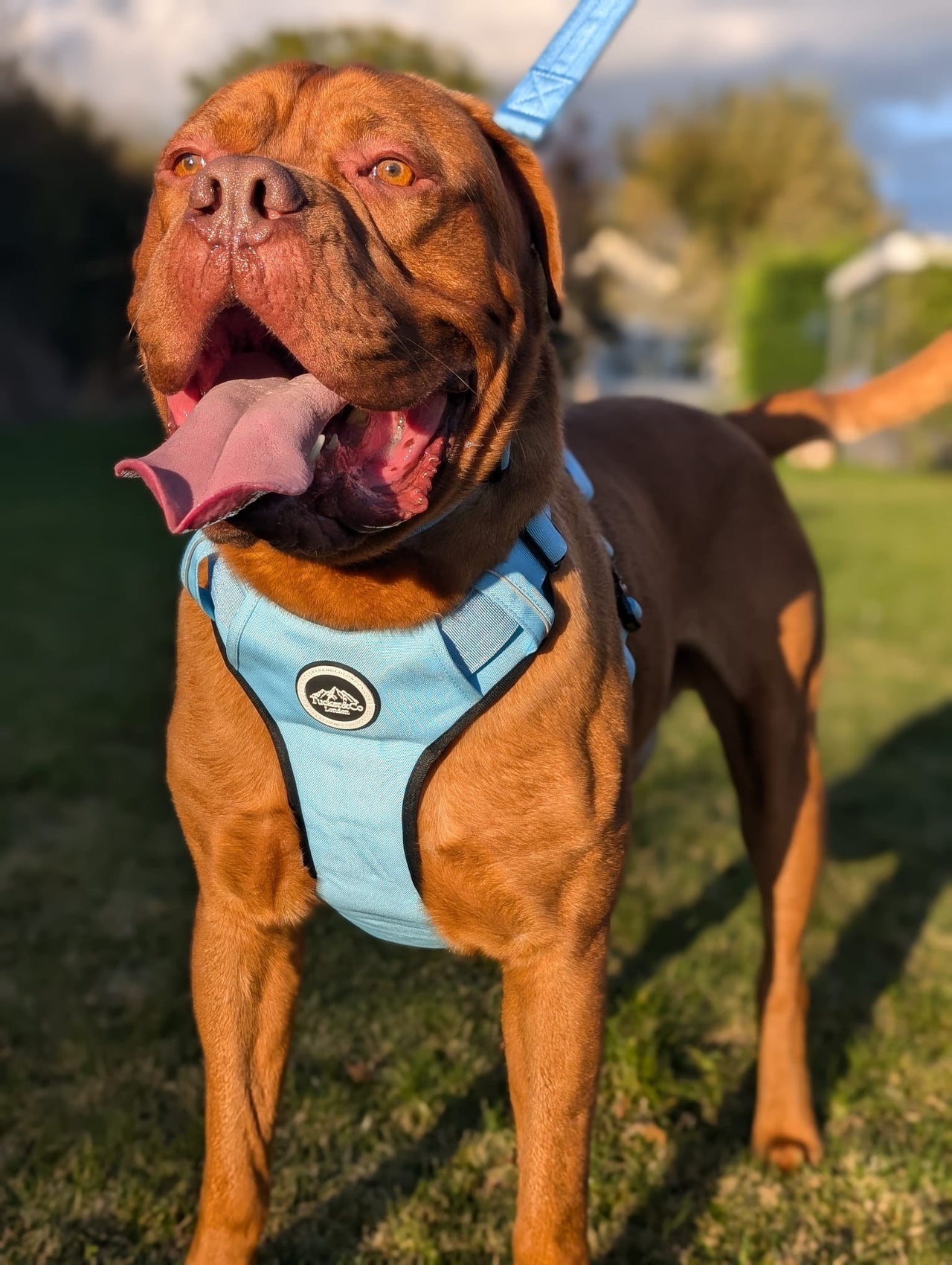 Tucker&Co Sky Blue full matching set - Collar Lead & Harness