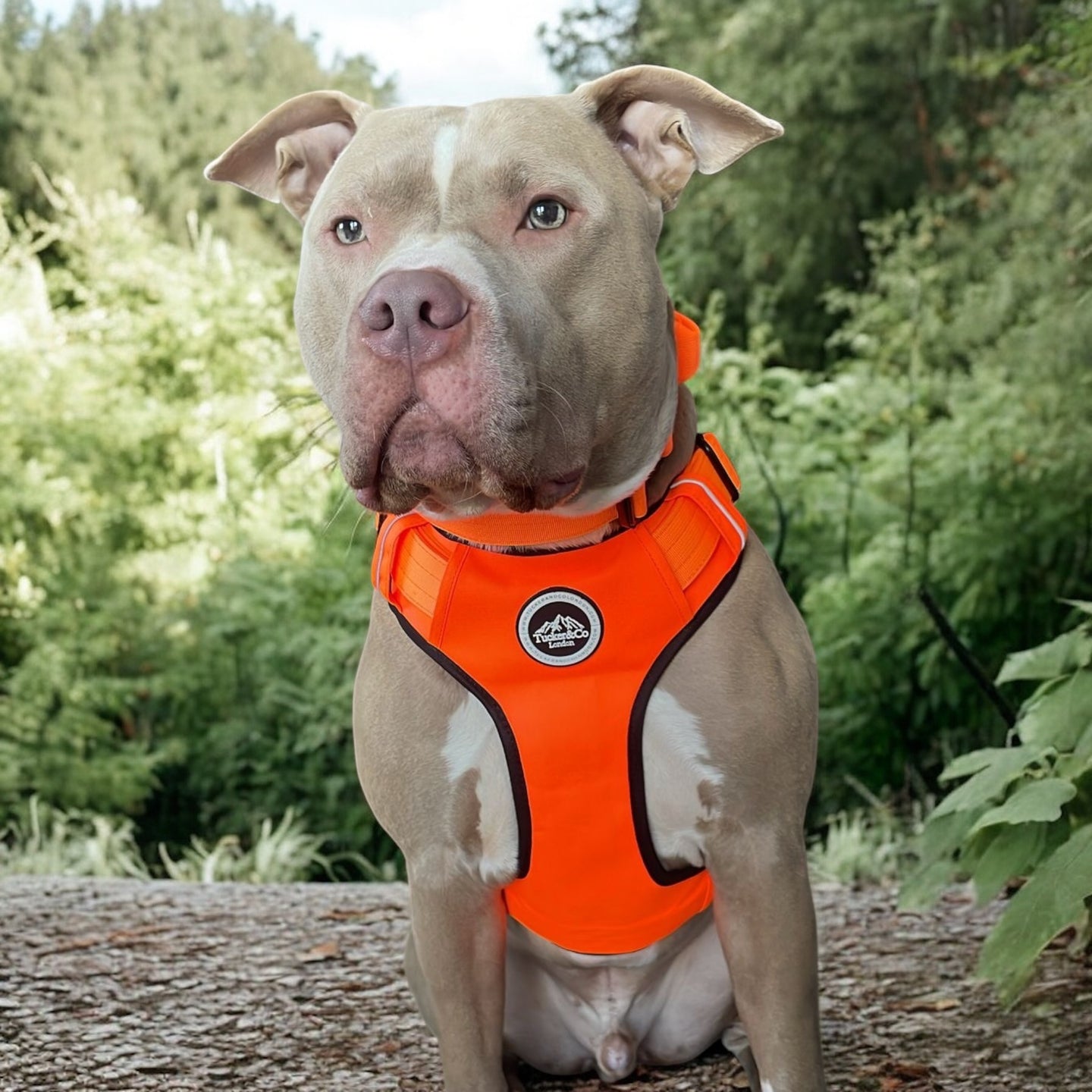 Tucker&Co London Orange Tactical Harness