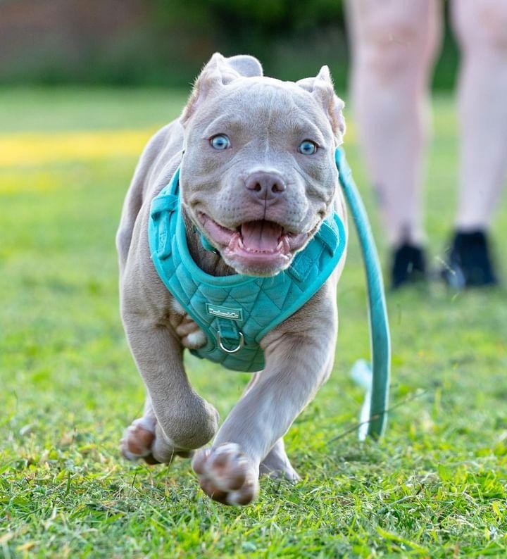 Aqua/Mint Quilted Velvet Full Set - COLLAR LEAD AND HARNESS FOR THE SMALLER BREEDS