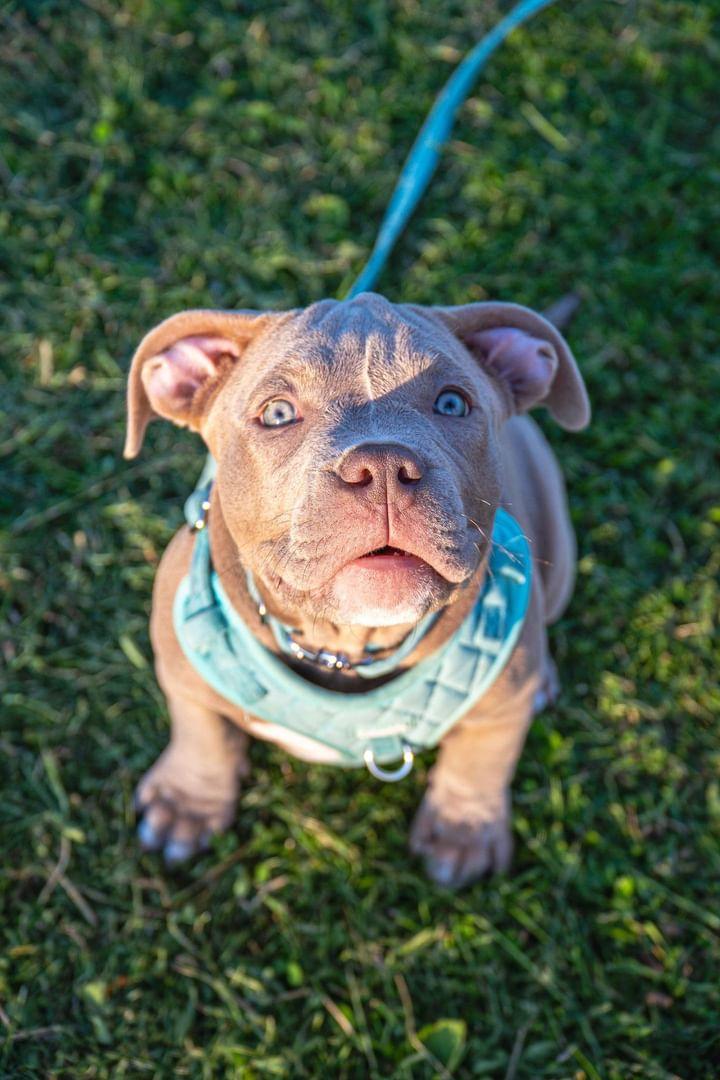 Aqua/Mint Quilted Velvet Full Set - COLLAR LEAD AND HARNESS FOR THE SMALLER BREEDS