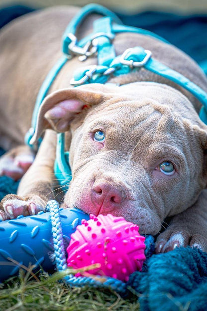 Aqua/Mint Quilted Velvet Full Set - COLLAR LEAD AND HARNESS FOR THE SMALLER BREEDS