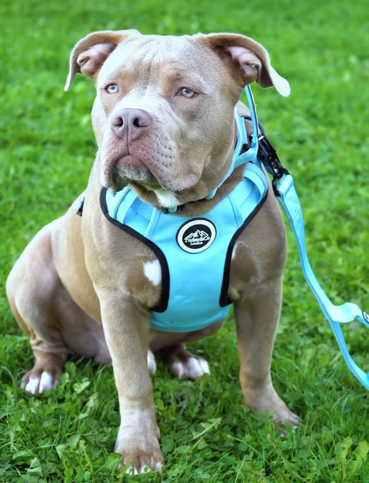 Tucker&Co London Sky Blue Harness