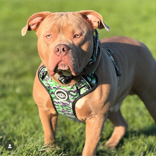 Tucker&Co London Camo Green Tactical Harness