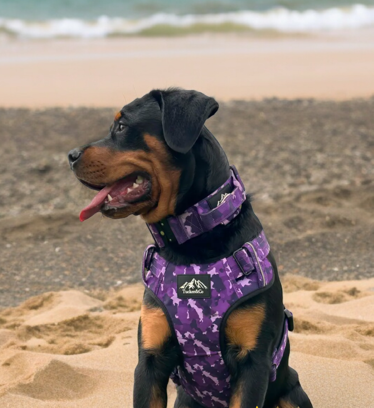 Tucker&Co Camo Purple full matching set - Collar Lead & Harness