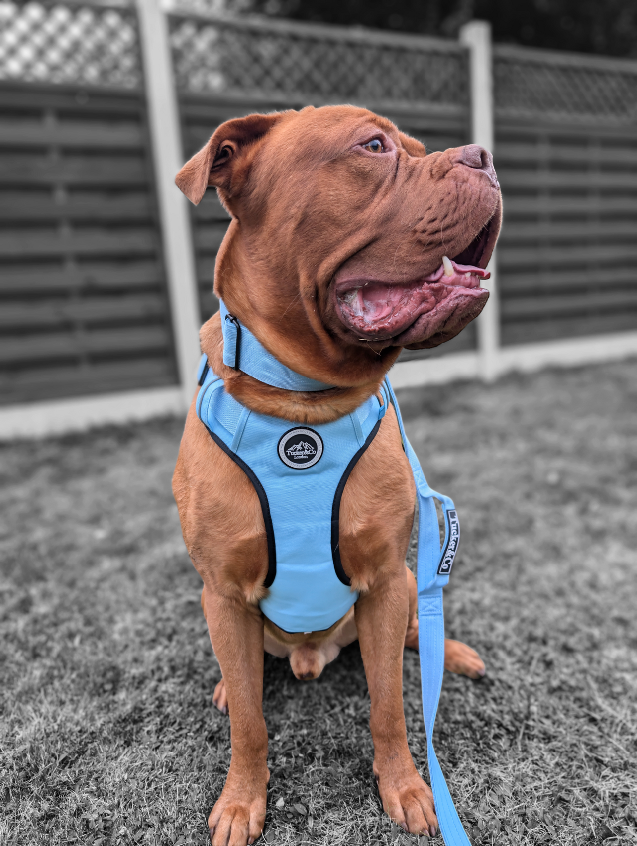 Tucker&Co Sky Blue full matching set - Collar Lead & Harness