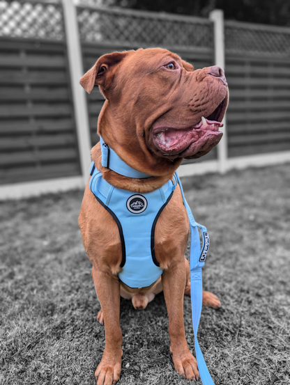 Tucker&Co Sky Blue full matching set - Collar Lead & Harness