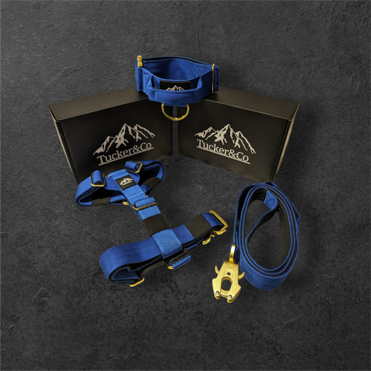 Tucker&Co Royal Blue full matching set - Collar Lead & Harness