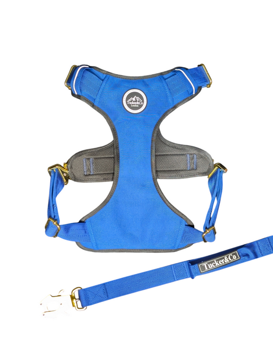 ROYAL BLUE TACTICAL HARNESS AND LEAD