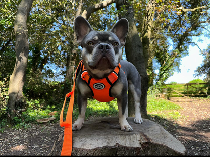 Tucker&Co Orange full matching set - Collar Lead & Harness