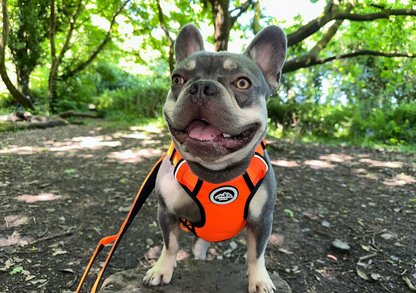 Tucker&Co Orange full matching set - Collar Lead & Harness