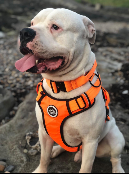 Tucker Co Orange full matching set Collar Lead Harness Medium Orange