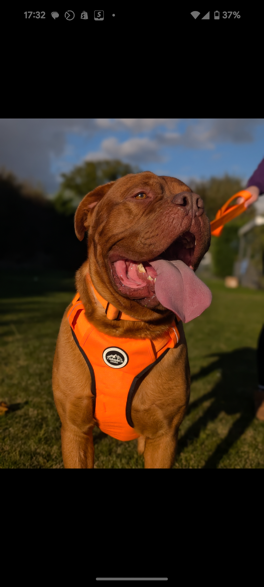 ORANGE TACTICAL HARNESS AND LEAD