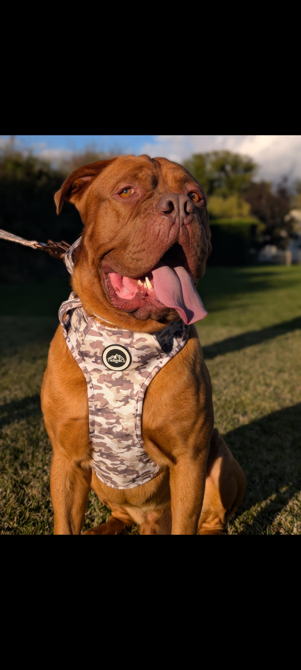 CAMO DESERT TACTICAL HARNESS AND LEAD