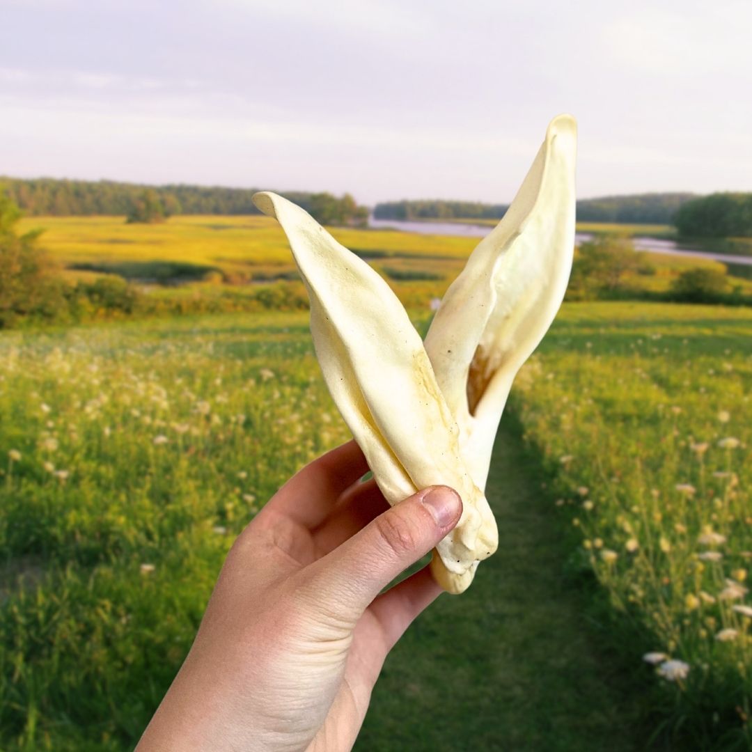 Plain Lamb Ear