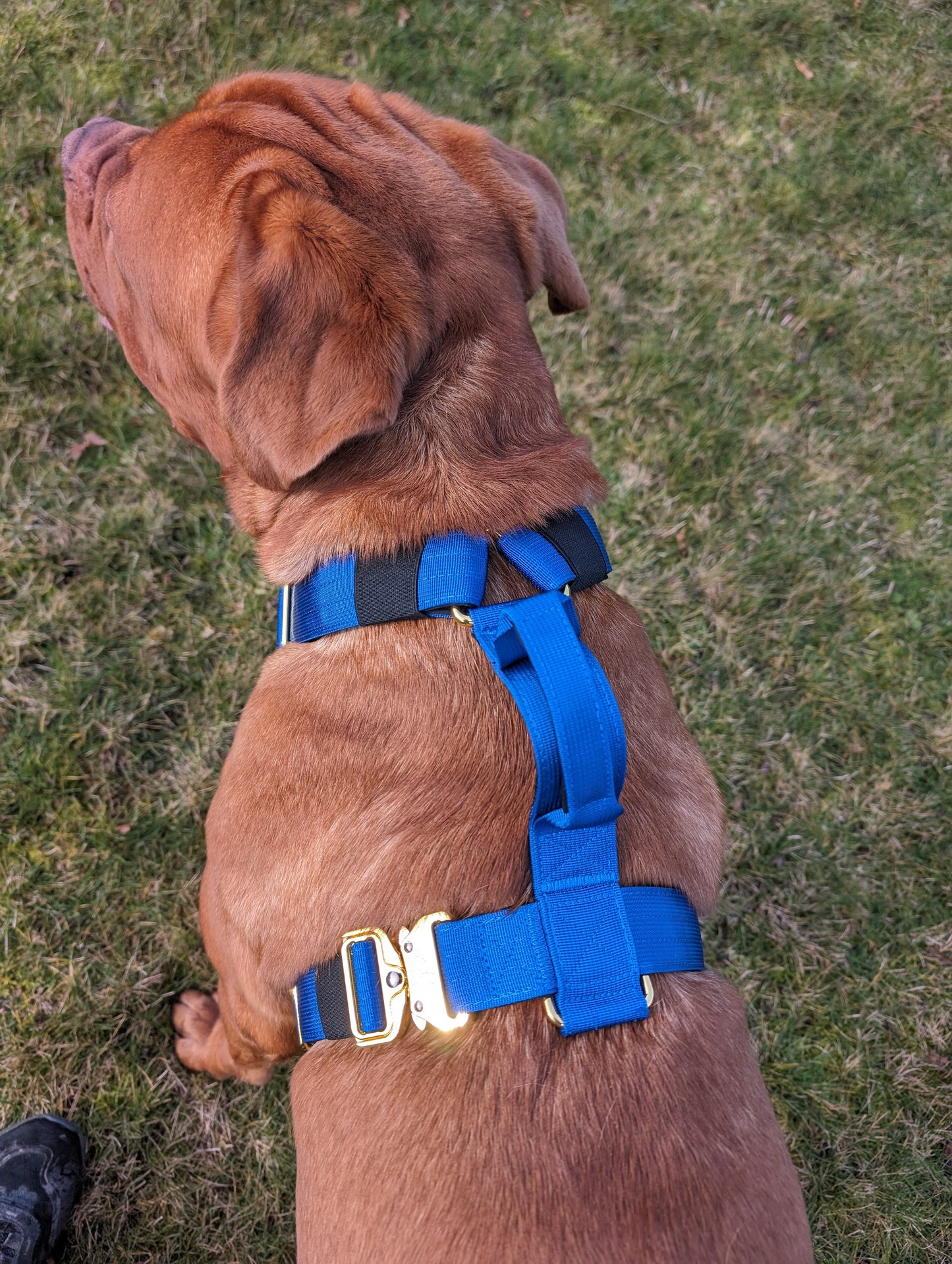 Tucker&Co Royal Blue full matching set - Collar Lead & Harness