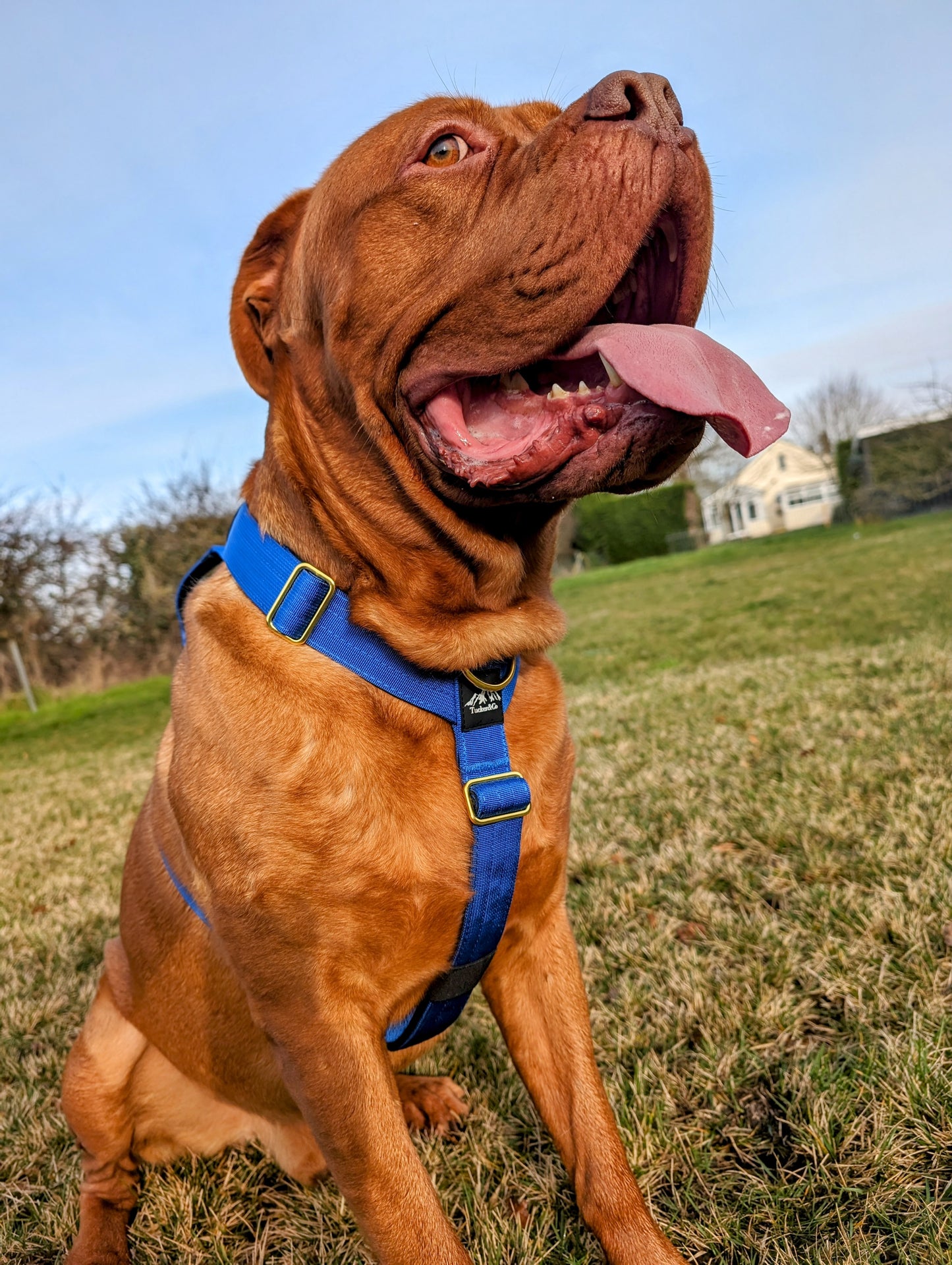 Tucker&Co Royal Blue full matching set - Collar Lead & Harness