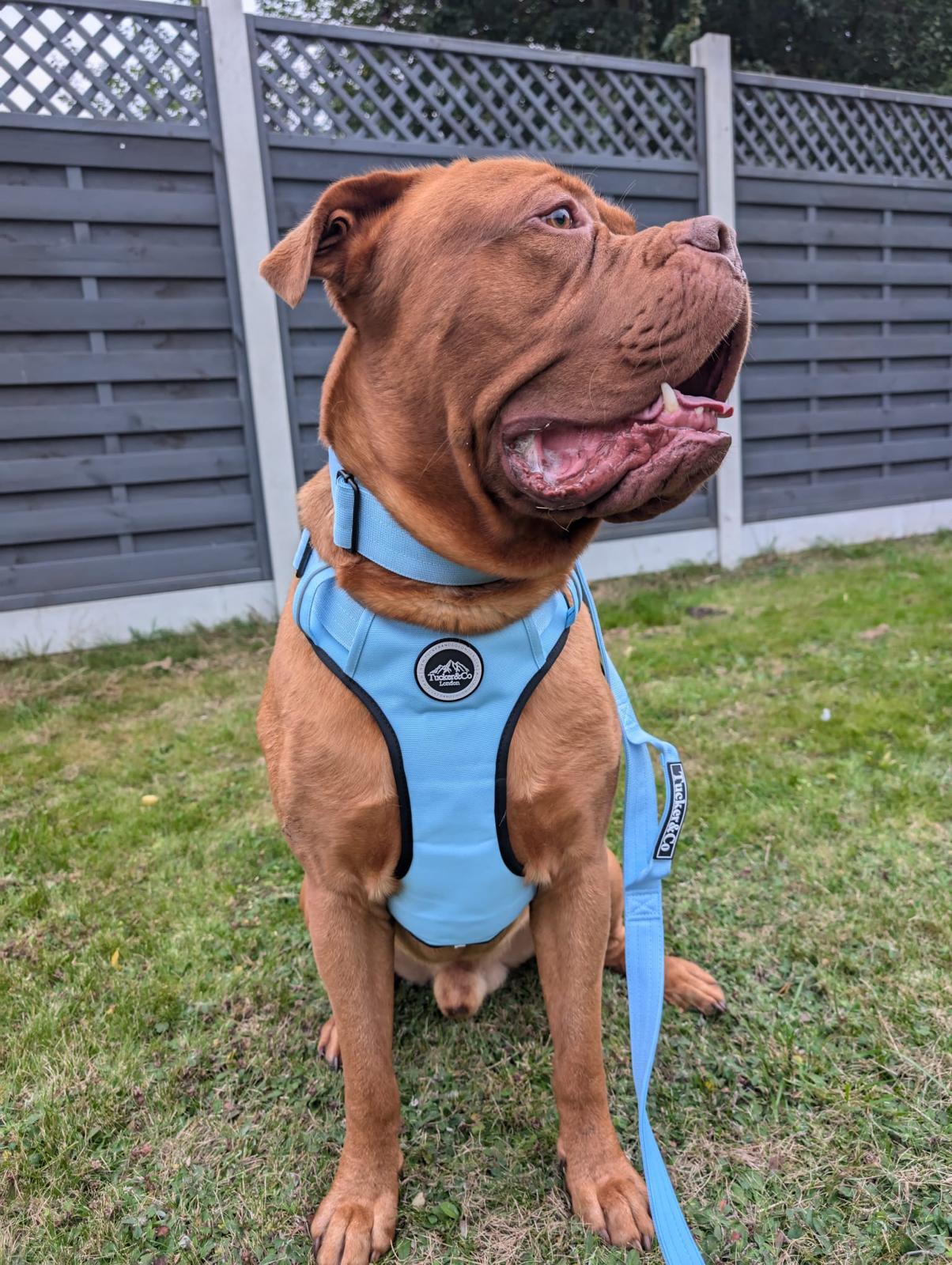 Tucker&Co London Sky Blue Harness