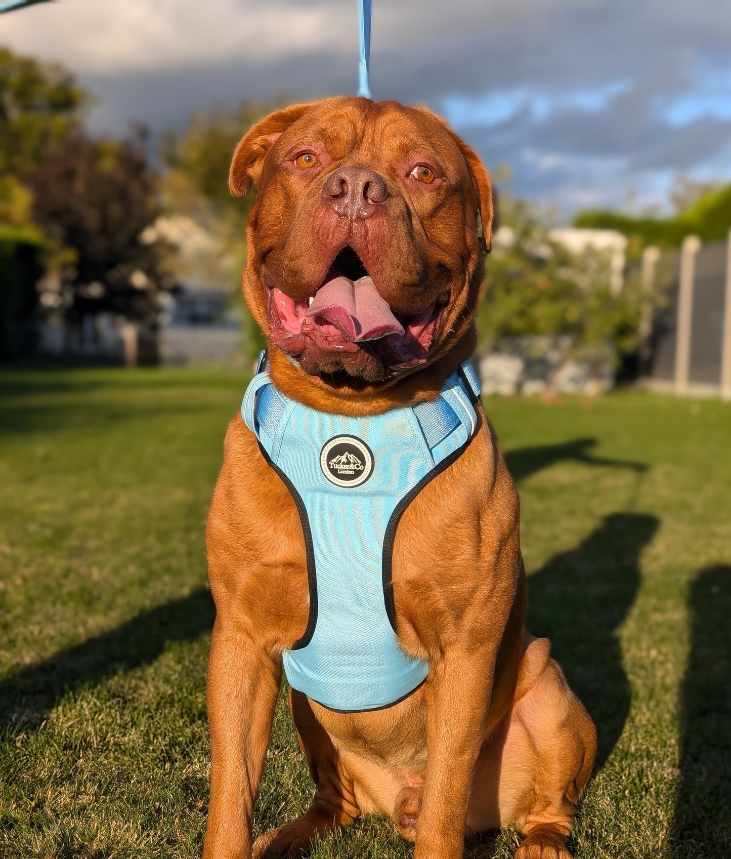 Tucker&Co London Sky Blue Harness