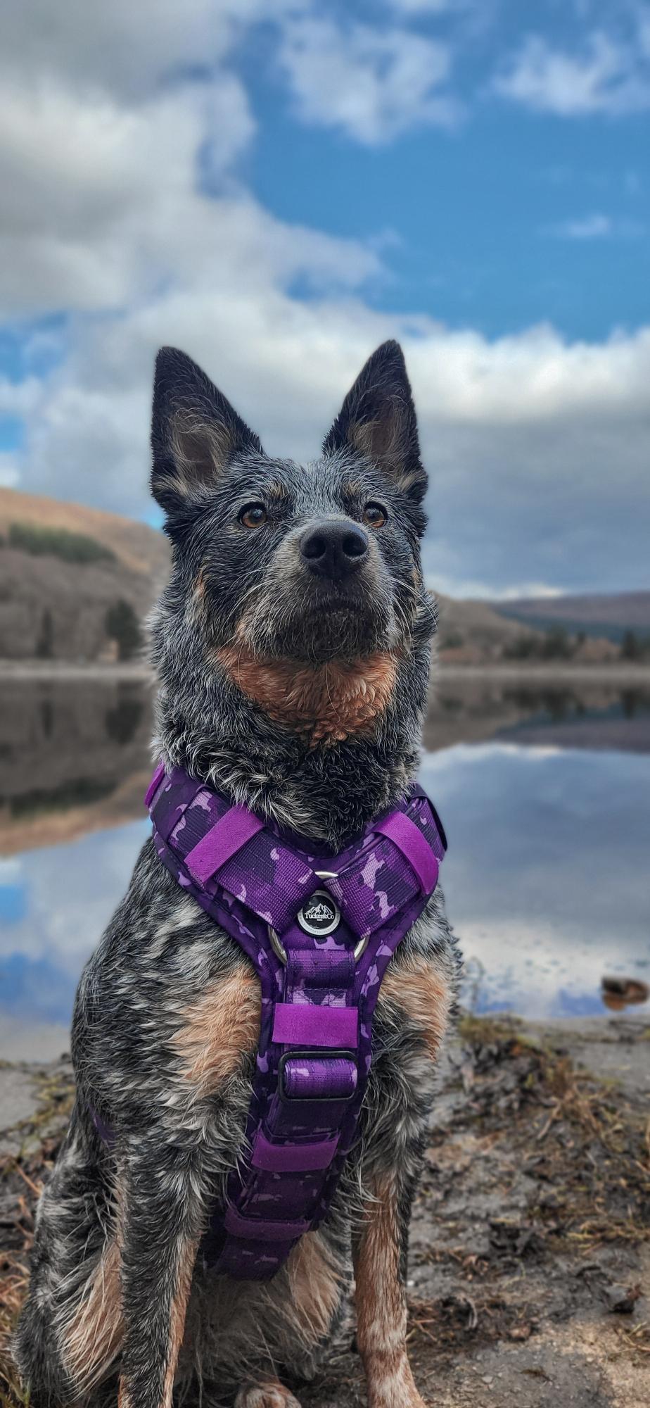 Tucker&Co London Camo Purple Ultimate Comfort Harness