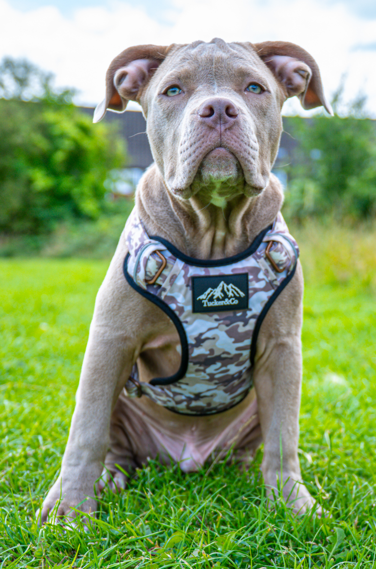 Camo Desert Tactical Harness